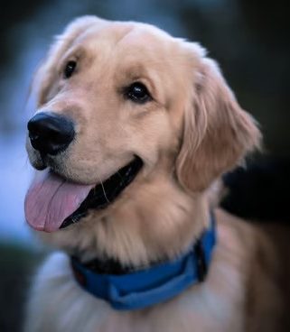Joey, mold detection dog